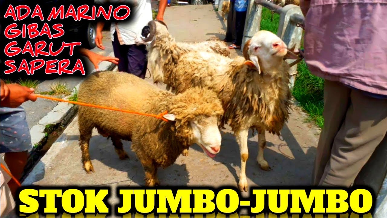 BANJIRRR ❗❗ DOMBA JUMBO-JUMBO MELIMPAH DISINI ❗❗ || DolanPasarWedus