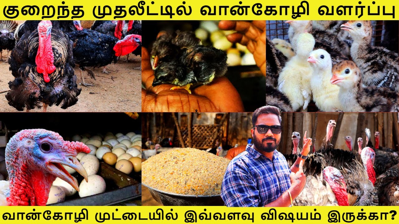 கரண்ட், தண்ணீர், கொட்டகை இல்லை | குறைந்த முதலீட்டில் வான்கோழி வளர்ப்பு | சாதித்த பண்ணையாளரின் பதிவு