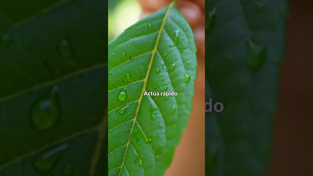 Quitar plagas con ajo.🧄🐜Las plagas odian esto… y es natural.