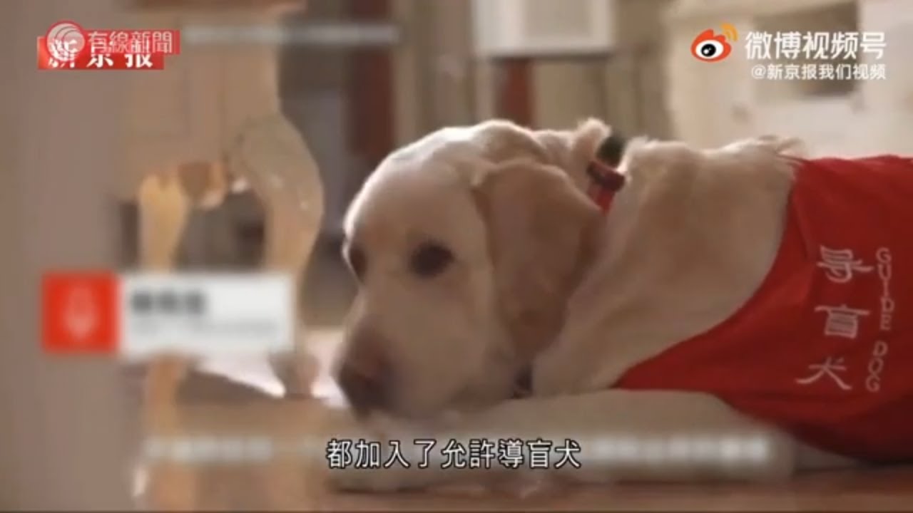 拒導盲犬入住酒店惹熱議 珠海長隆度假區致歉 - 20210928 - 有線中國組 - 有線新聞 CABLE News