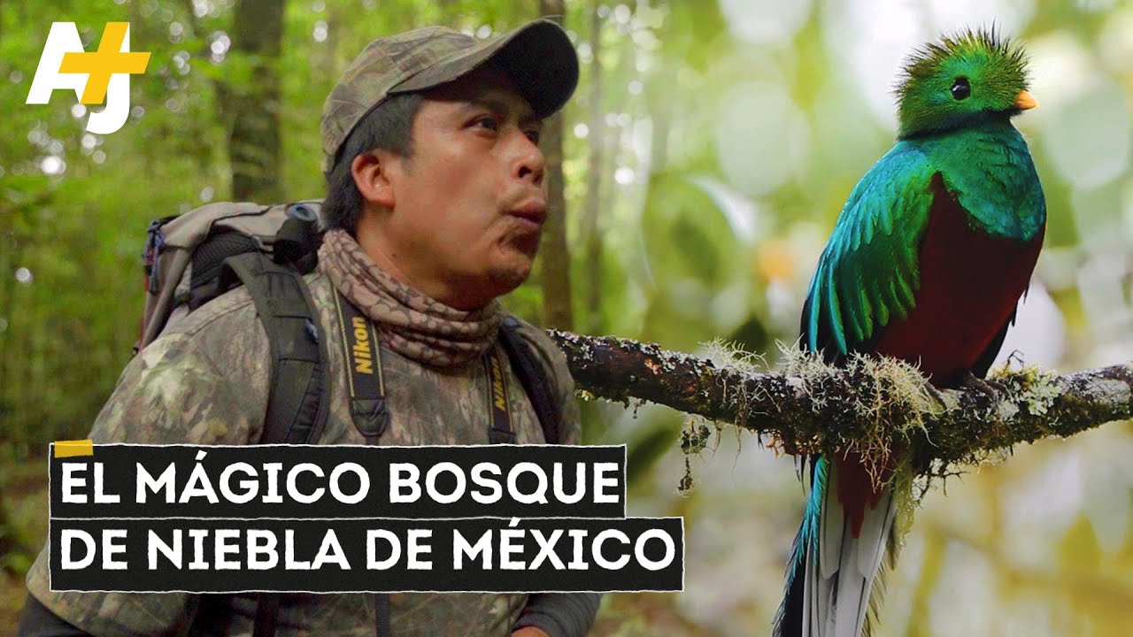 El Triunfo: bosque de niebla bajo amenaza en México  | @AJ+ Español