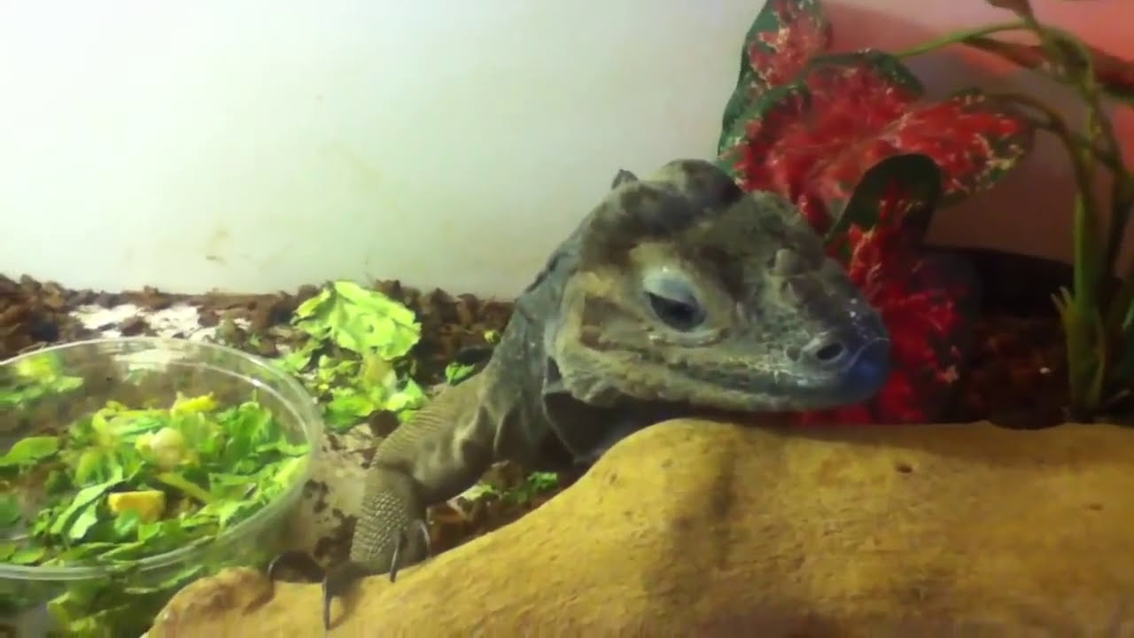 San Diego Pet kingdom - Reptiles and Amphibians