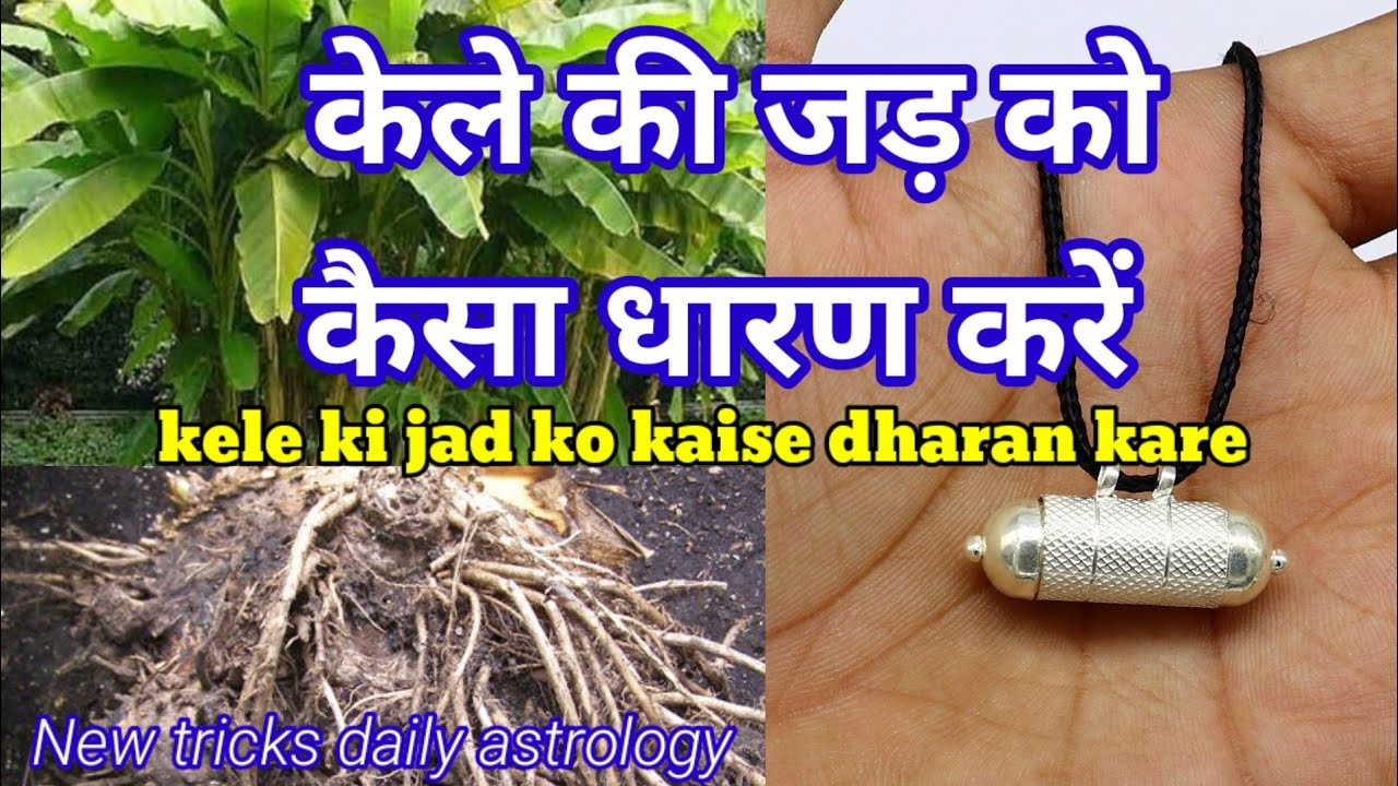 kele ki jad ko kaise dharan kare/केले की जड़ को कैसा धारण करें/kele ki jad ke upay#plant #जड़ीबूटी
