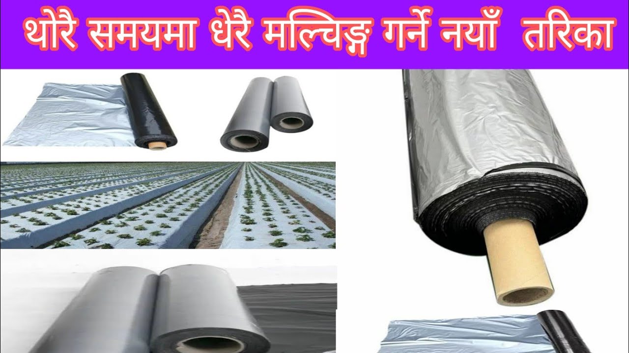 थोरै समयमा धेरै मल्चिङ्ग गर्ने  नौलो तरिका 