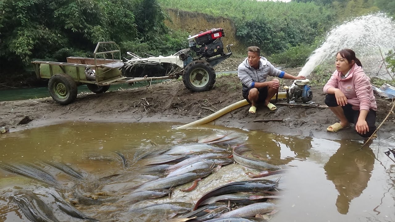 Top fishing video, harvesting - Cleverly use the pump to suck water in the wild lake Catch Many fish