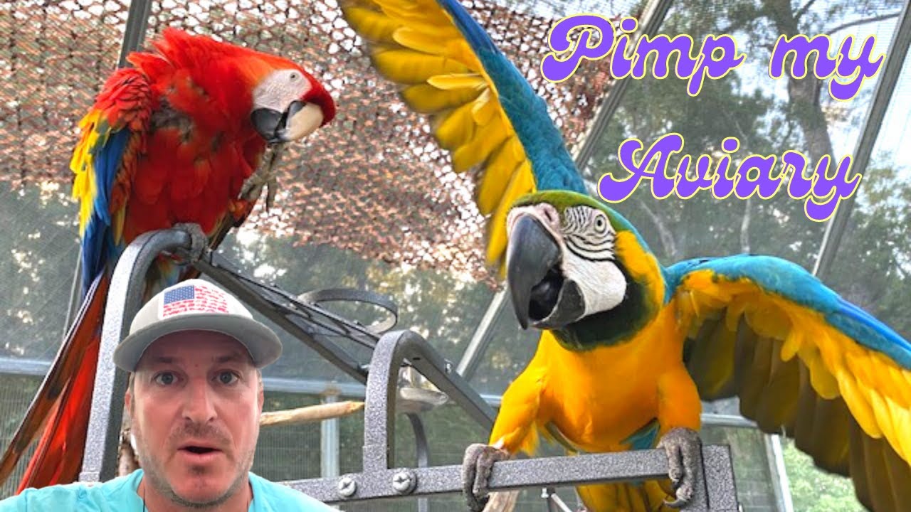 Build a HUGE bird cage! [ GIANT PARROT AVIARY ] 