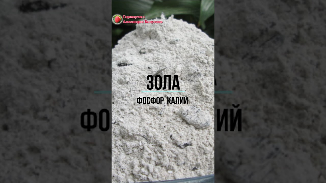Как вырастить рассаду дома #сад #рассада #садоводничество #огороднаподоконнике #рассадаперца