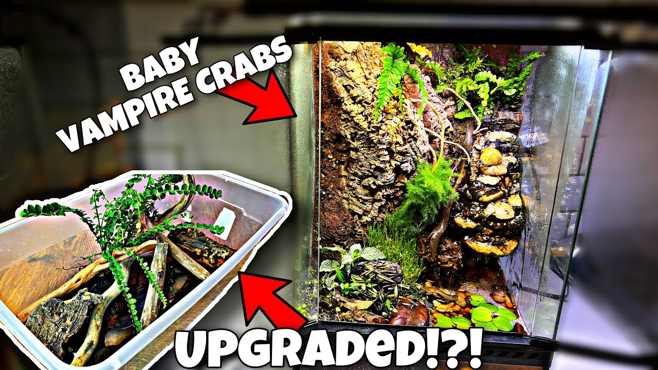 Baby Vampire Crabs Get New Home! (DIY Terrarium)