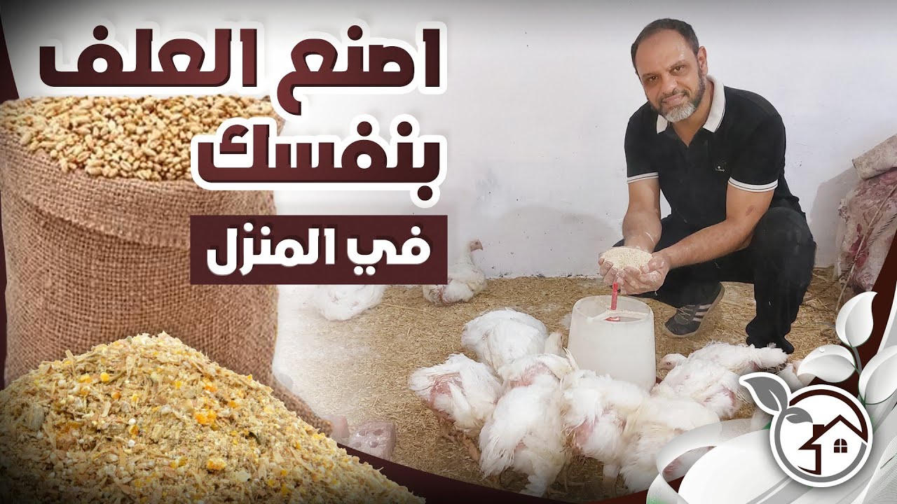 خلطة العلف المميزة لكافة أنواع الدواجن وعن تجربة شخصية ونتائج مذهلة