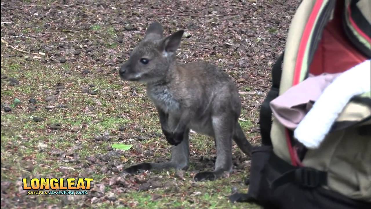 Wallaby Baby Rescued By Keepers