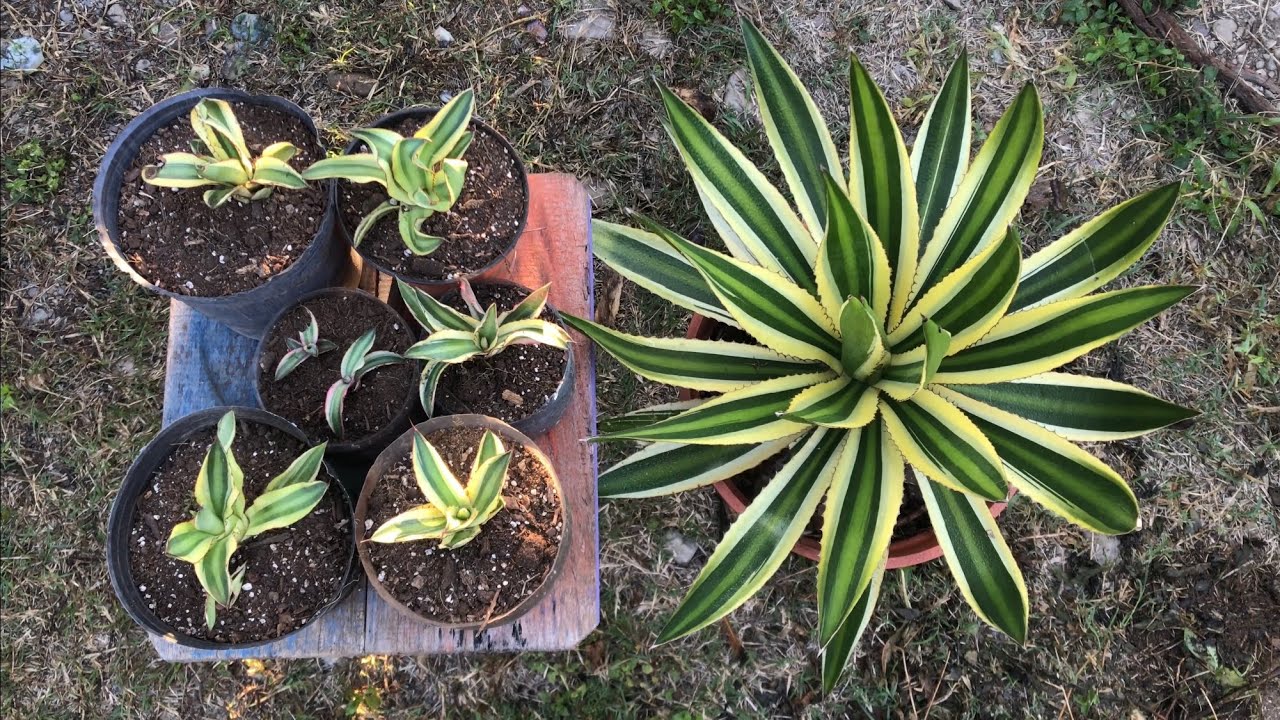PODA DE AGAVES Y REPRODUCCIÓN POR HIJUELOS