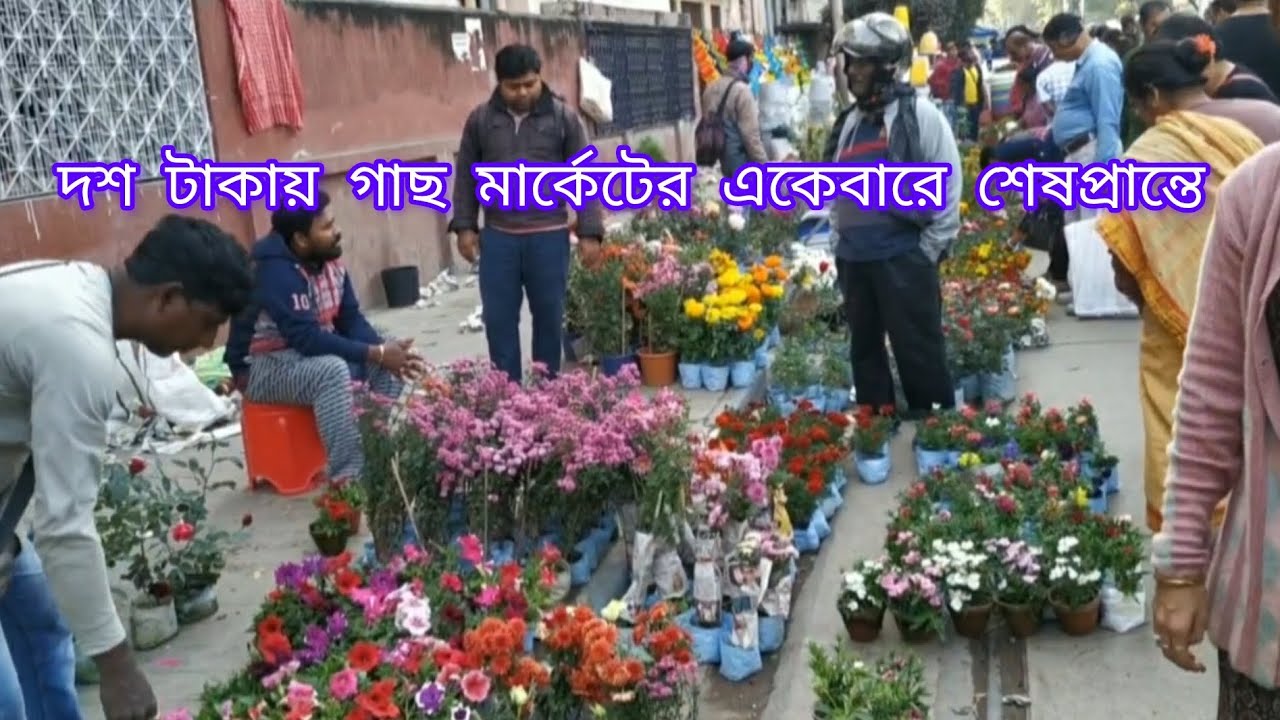 V576 দুপুরের পর বেলা আড়াইটার দশ টাকায় গাছ মার্কেটের একেবারে শেষপ্রান্তে Galiff Street Plant Market