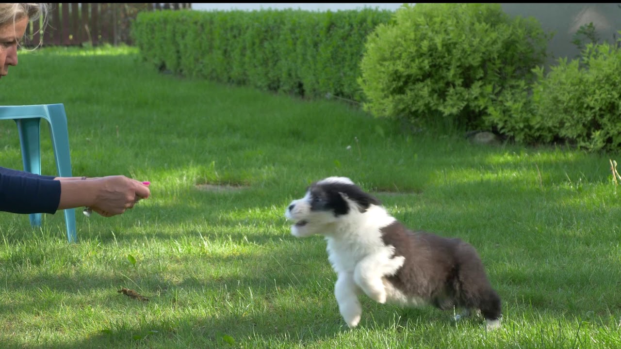 Macoes Hamilton - Old English Sheepdog Puppy :)
