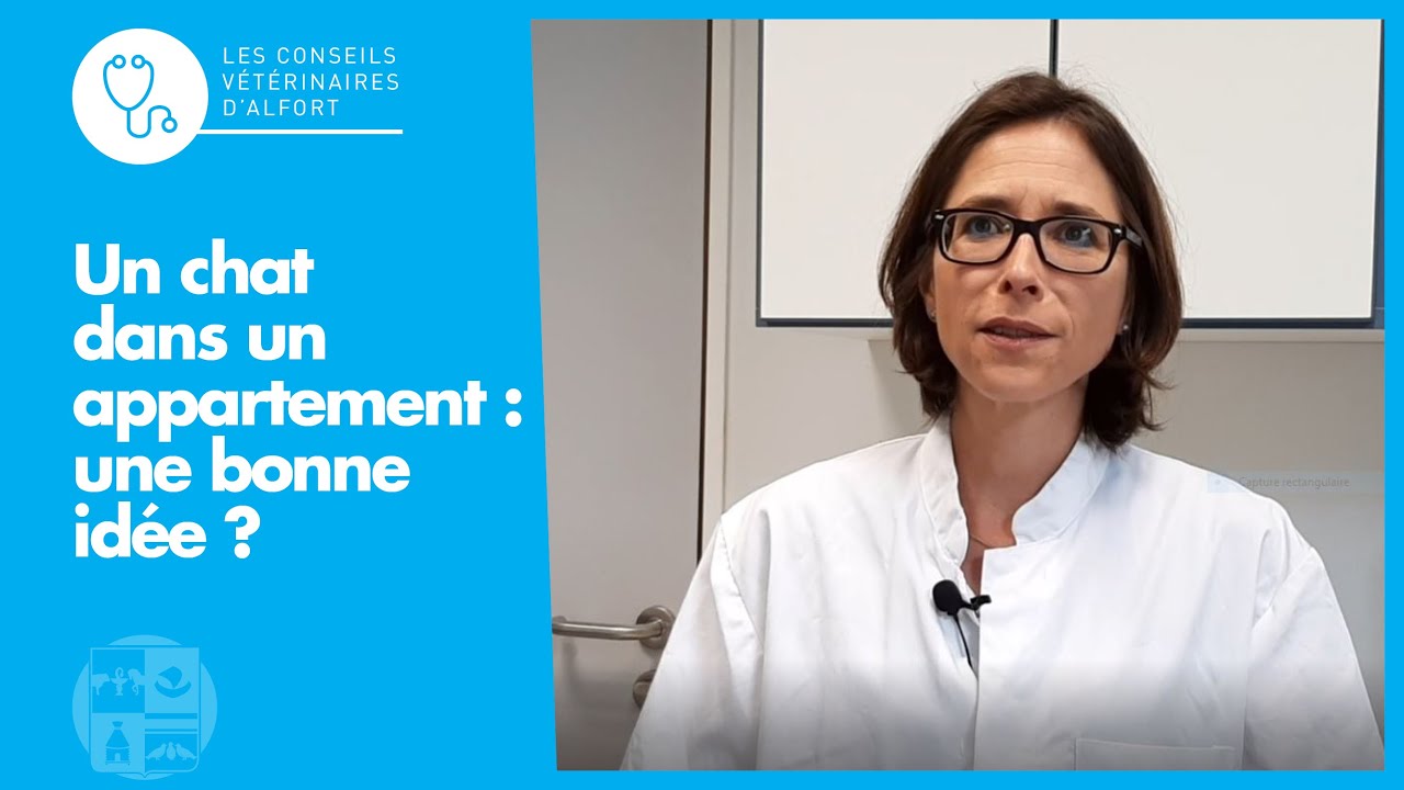 Un chat dans un appartement : une bonne id&eacute;e ?