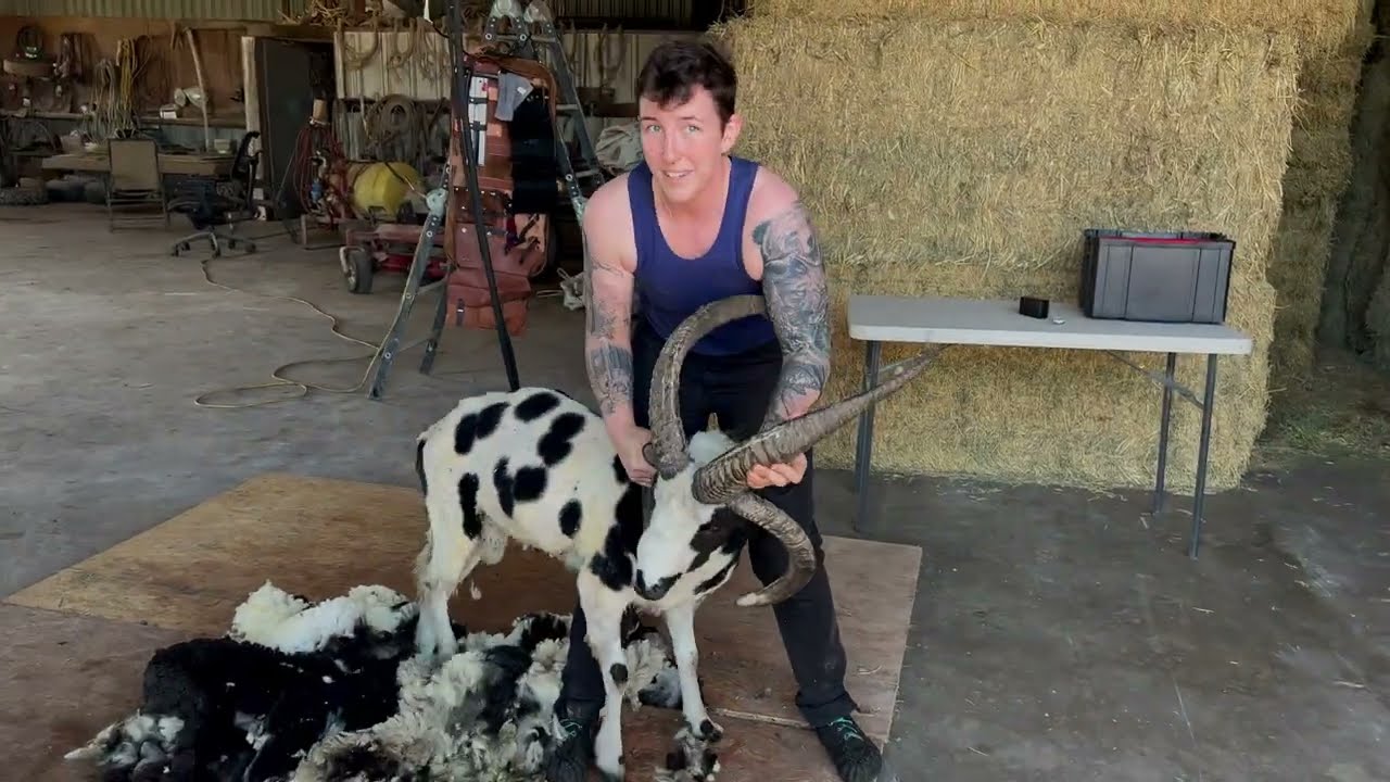 Real Time Shearing of A Horned Giant