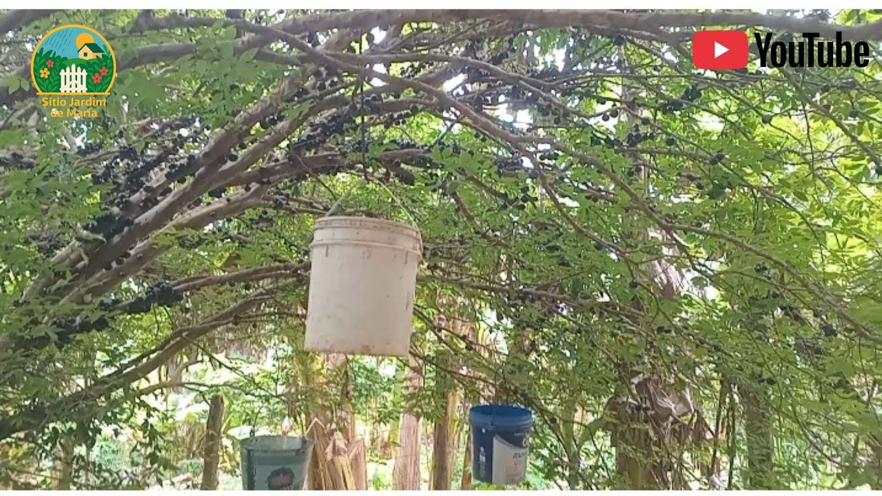 EM APENAS DOIS PÉ DE JABUTICABA COLHI 4 CAIXA E AINDA FICOU 