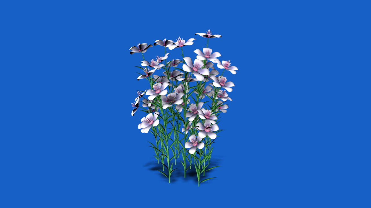 white flower plant waving in light wind green screen and blue screen video