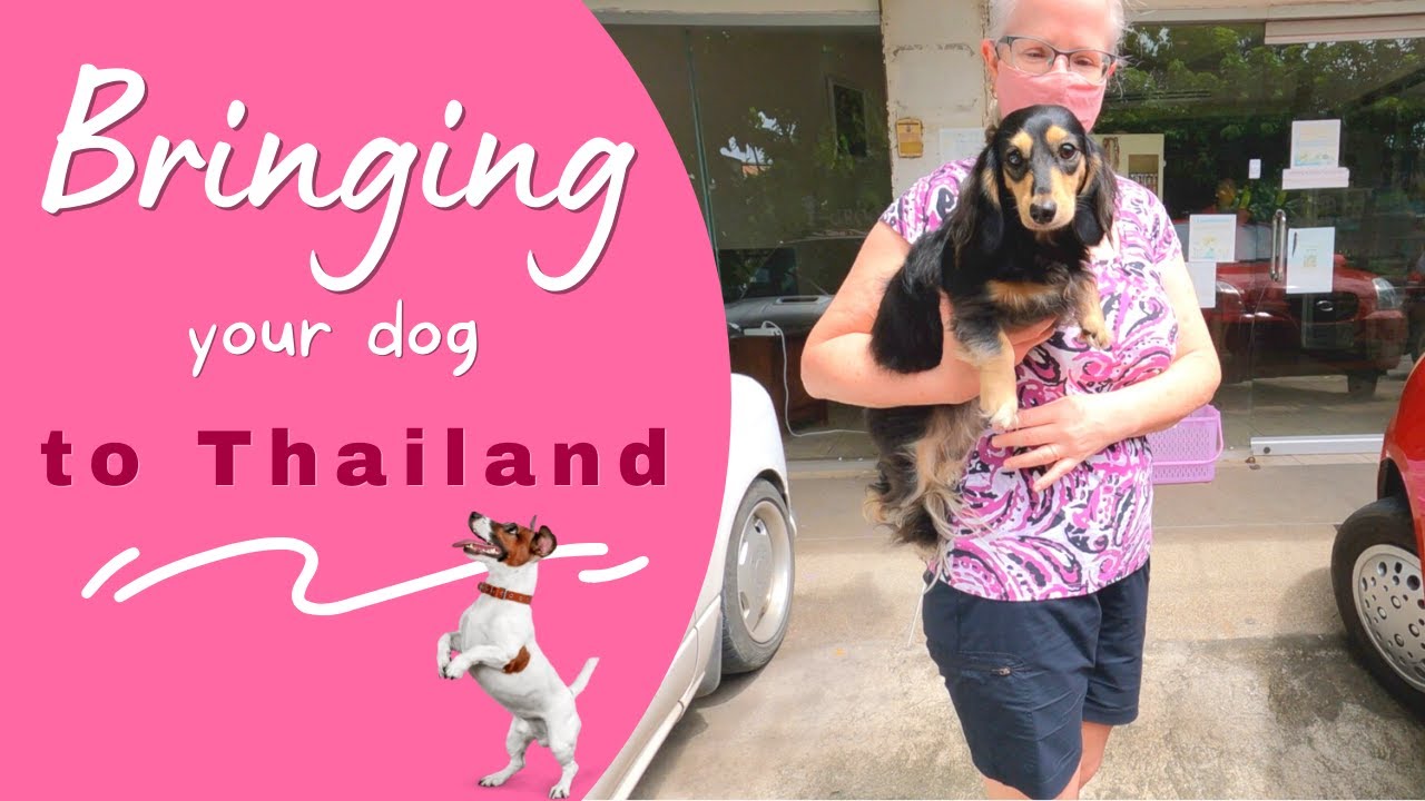 Bringing your dogs to Thailand  |  What you need to know before you go.