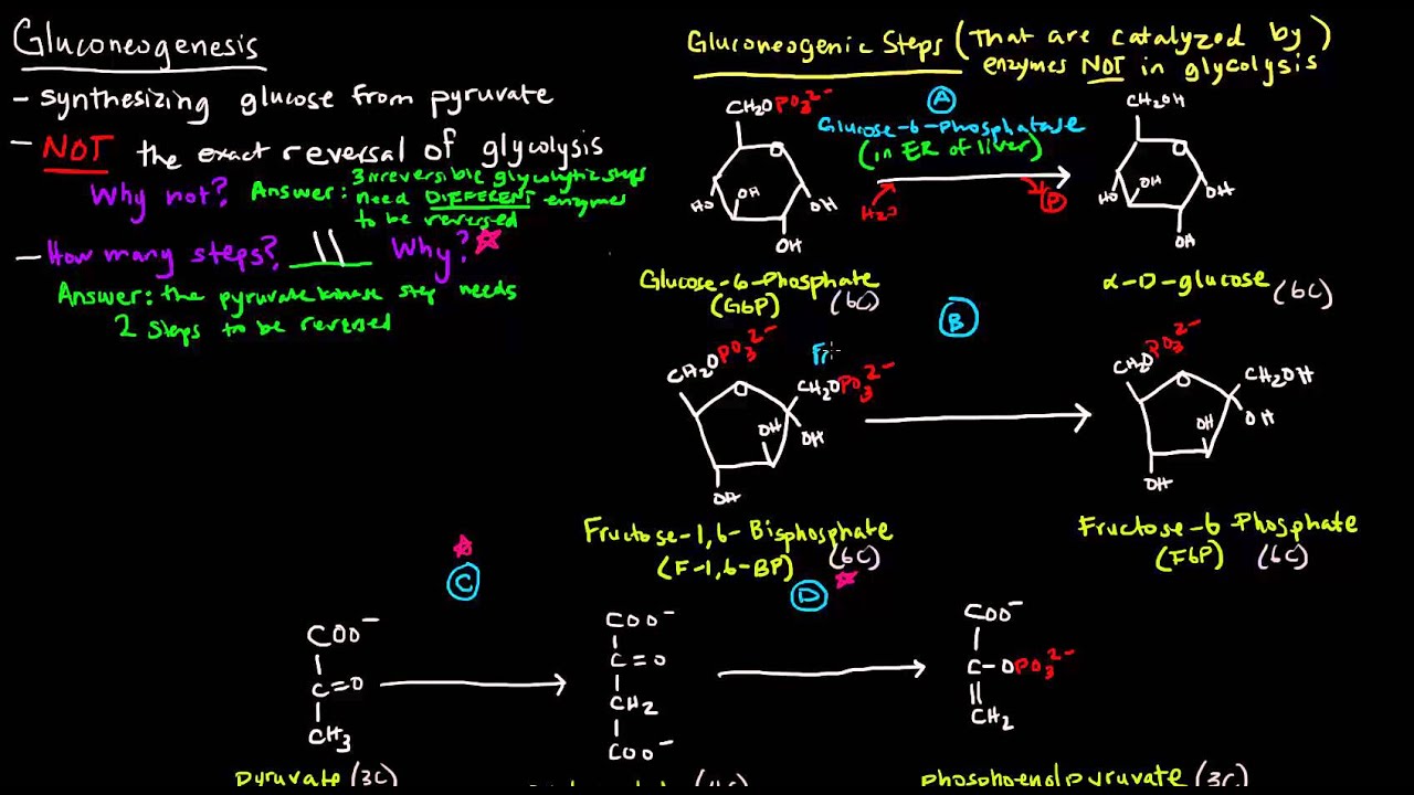 Gluconeogenesis (Part 1 of 3) - Intro and Steps