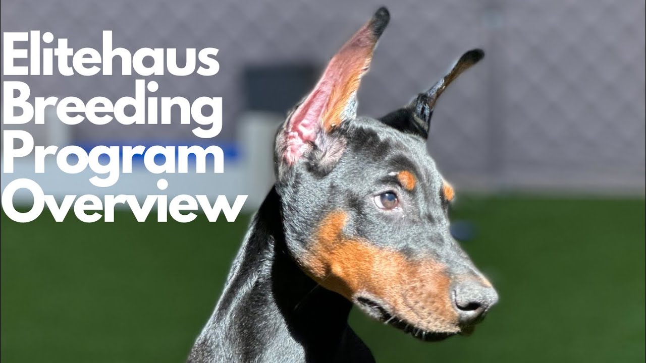 Elitehaus Breeding Program Overview
