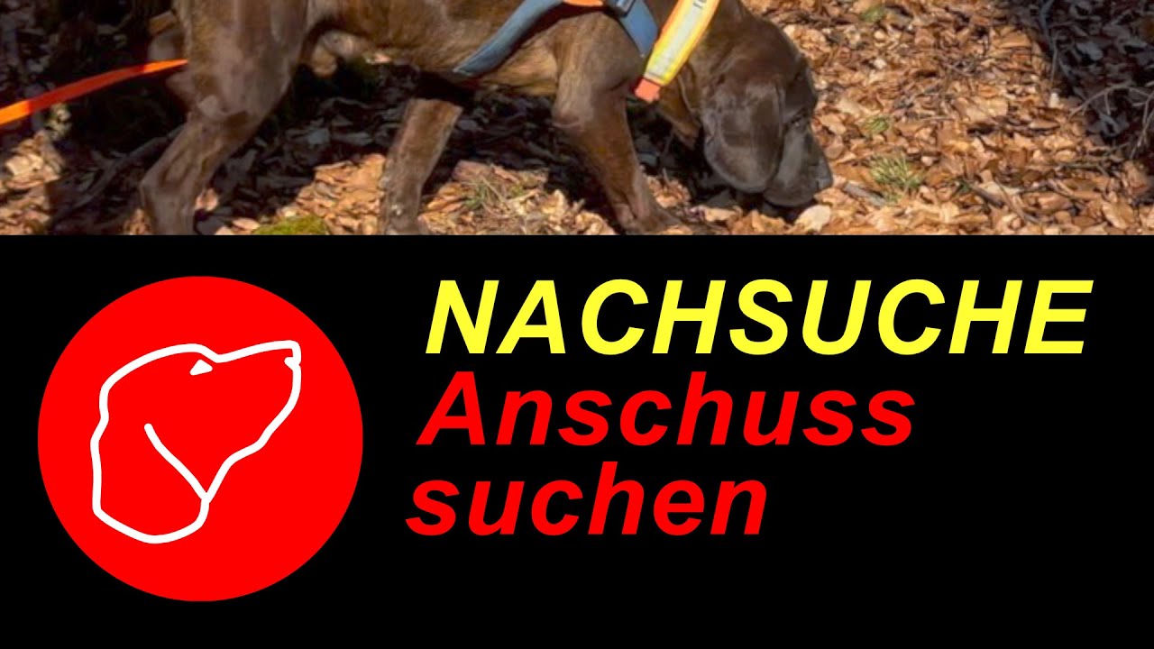 Nachsuche - Anschuss suchen - Vorsuche und Verweisen mit dem Schweißhund