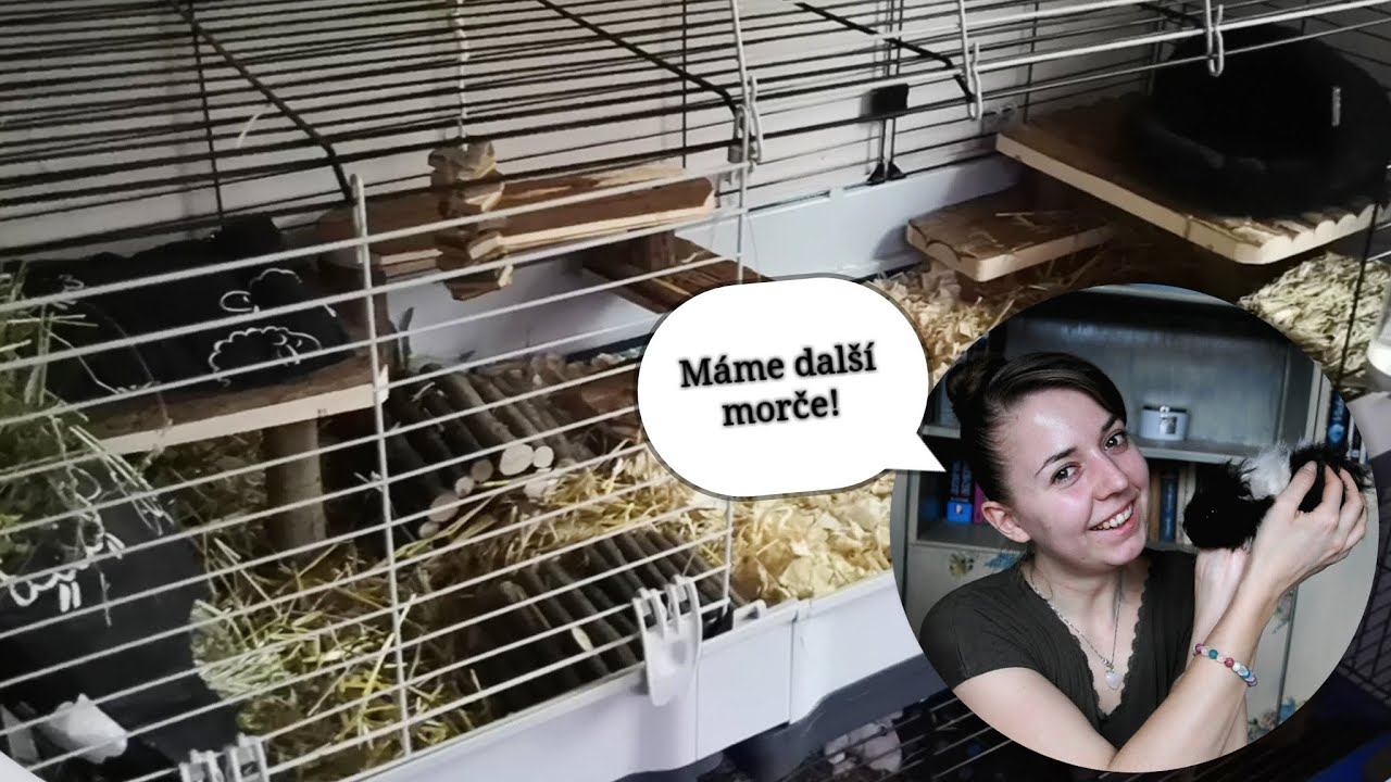 Výbava do klece a seznamovačka s novým morčetem