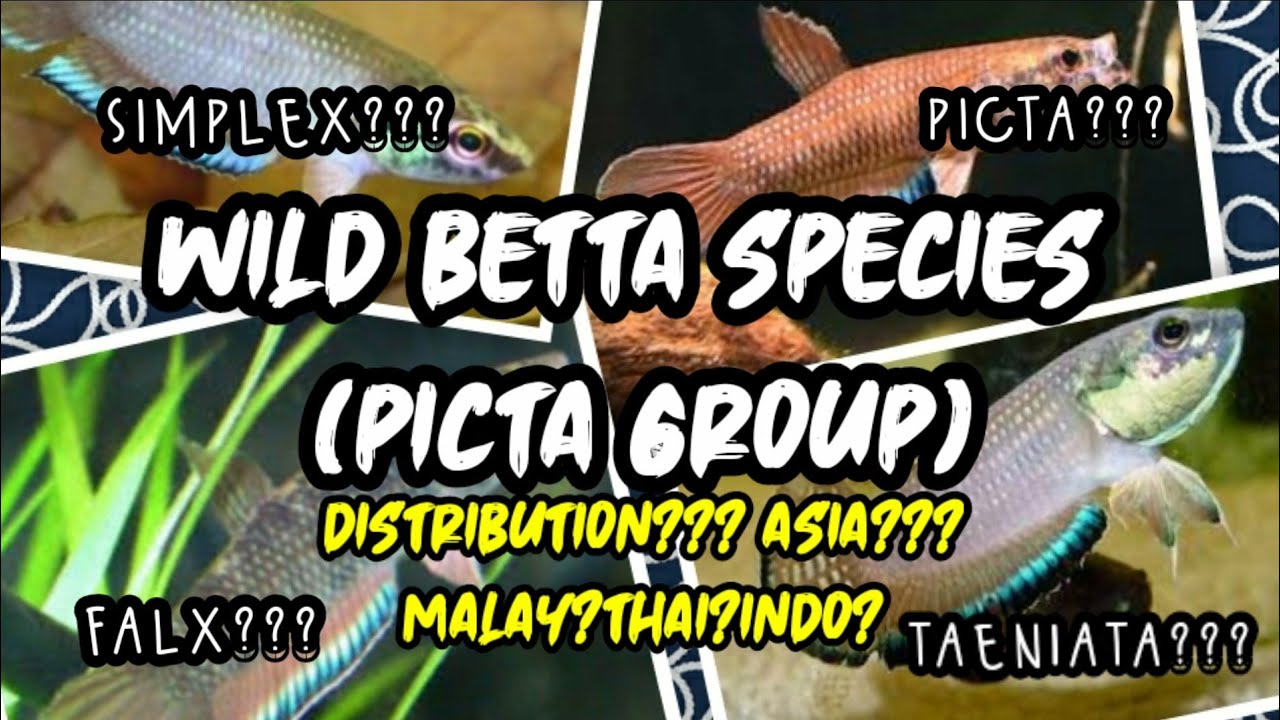 Betta Picta Group (Wild Betta Species) | WILD BETTA