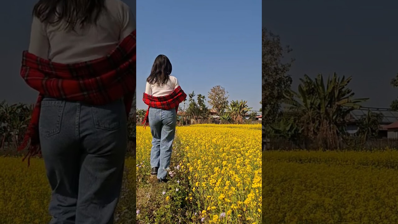 Beautiful mustard field | Dharan Panbari | Goreto Gaunko | Nepathya | Amrit Gurung 
