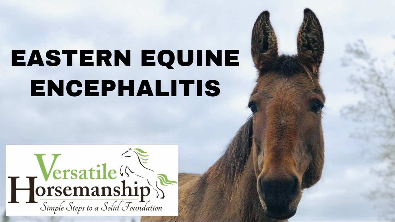 Eastern Equine Encephalitis | Facts about EEE // Versatile Horsemanship