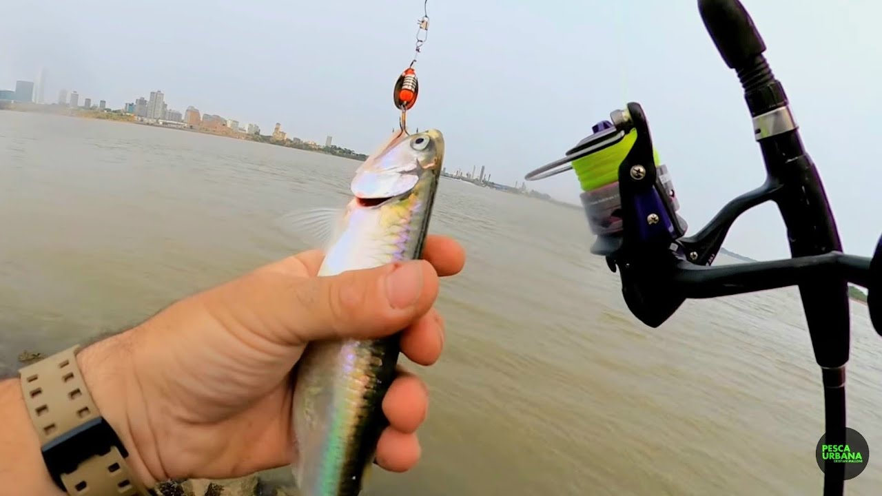 4 días pescando solo. Pesca y cocina en primera persona. pesca urbana.