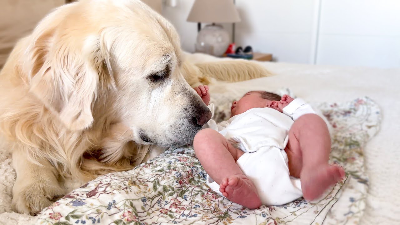 Golden Retriever Babysits Newborn Baby