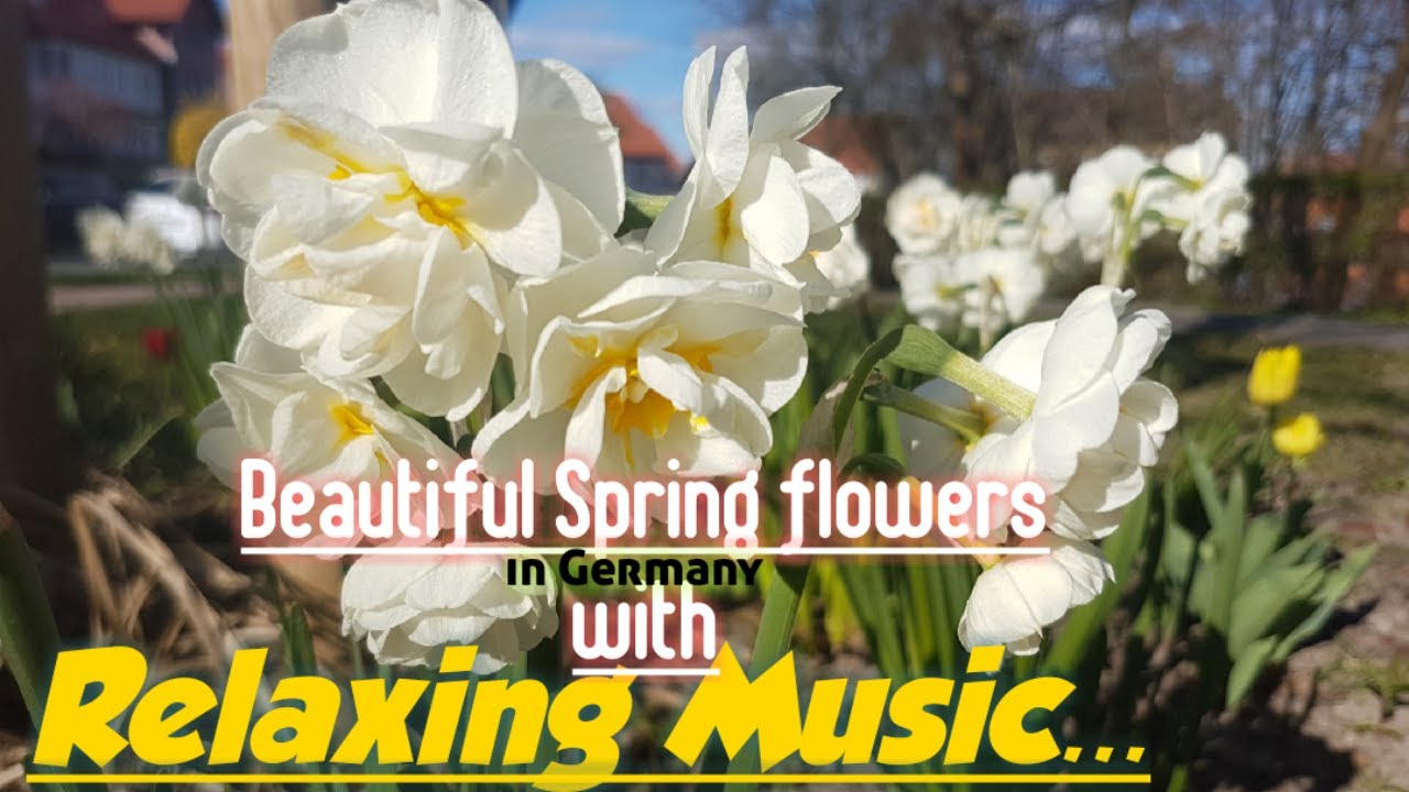 White Spring Flowers with Relaxing Music...