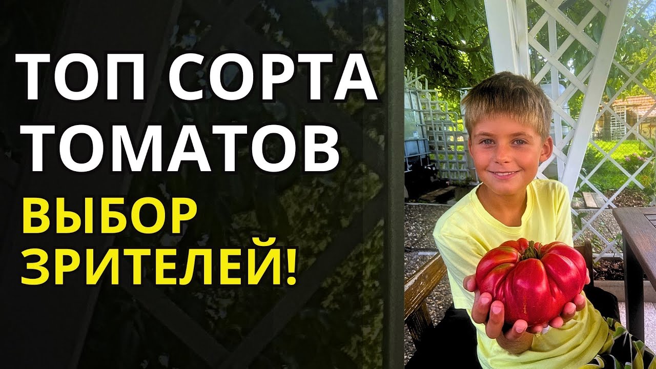 Дача в Германии. Самые любимые, сладкие и вкусные сорта томатов по совету опытных дачников