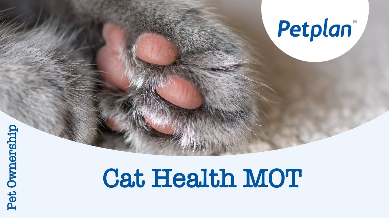 How to give your cat a health MOT - Petplan