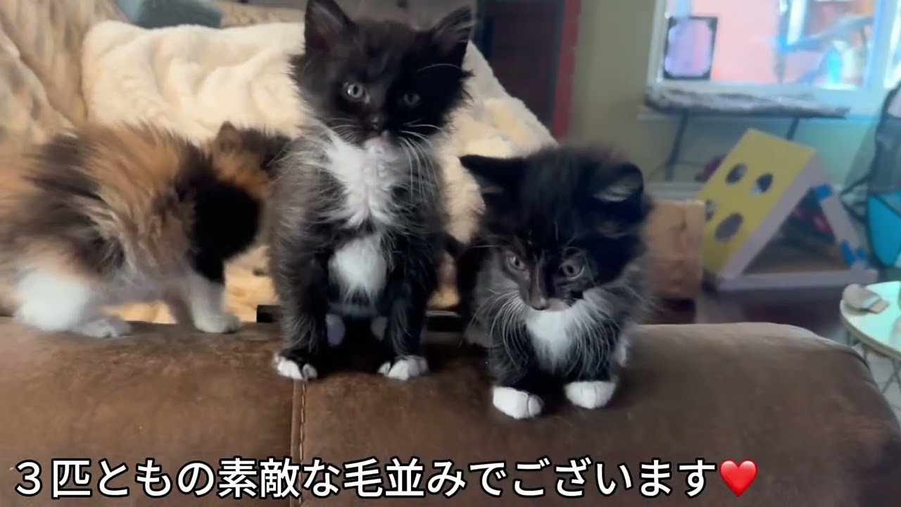 生後６週間の体重は？増えた？　①１２