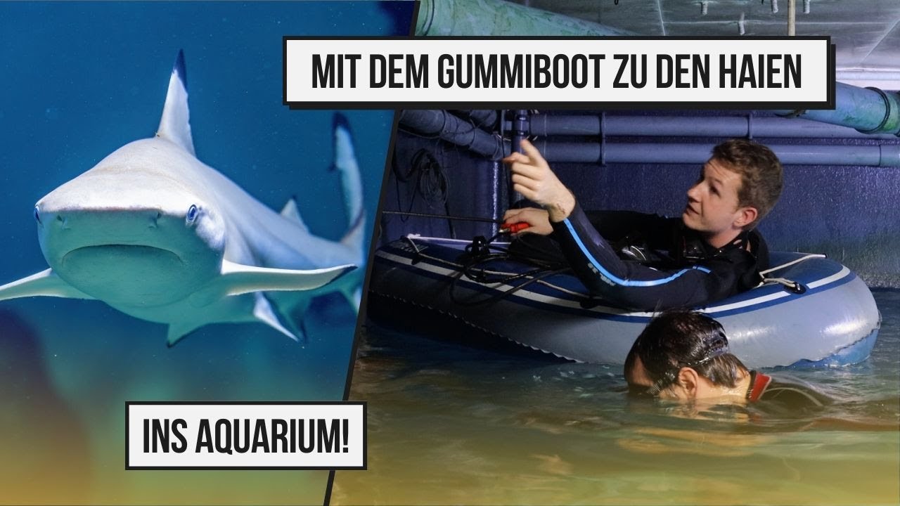 Mit dem Gummiboot zu den Haien ins Aquarium!