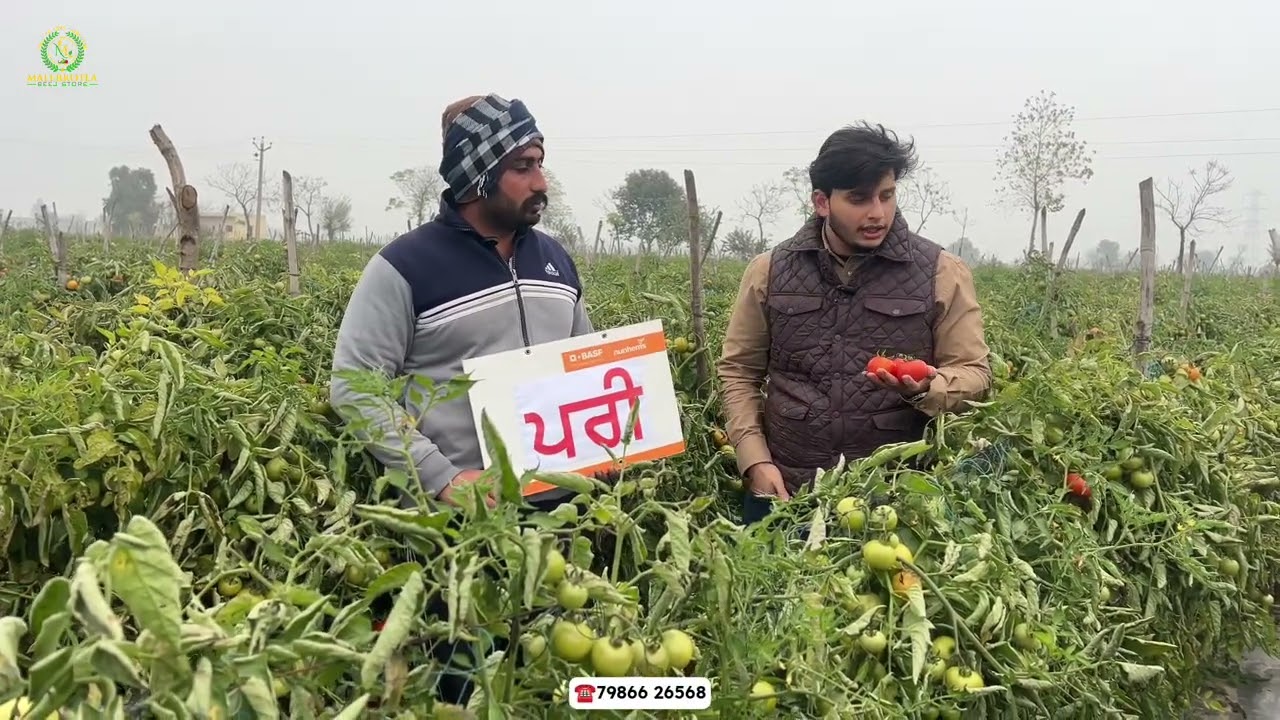 🌱Pari Tomato – The Powerhouse Variety for High Yield on Small Land | Nunhems Hybrid