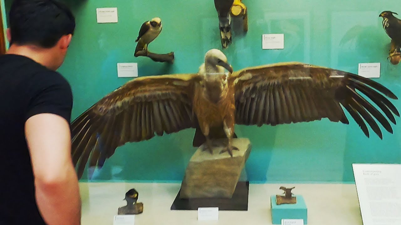 Birds, Beasts & Volcanos at the Natural History Museum
