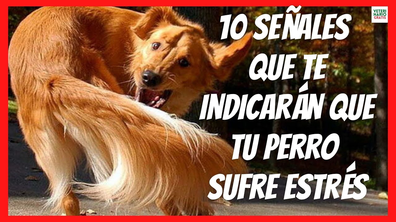 ✅ 10 SE&Ntilde;ALES QUE INDICAN QUE TU PERRO PADECE ESTR&Eacute;S ✅ vida