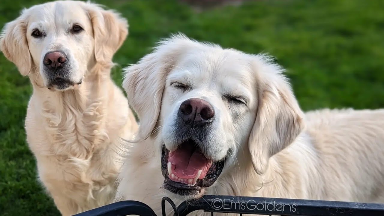 Why does a dog's nose change colors? (snow nose)