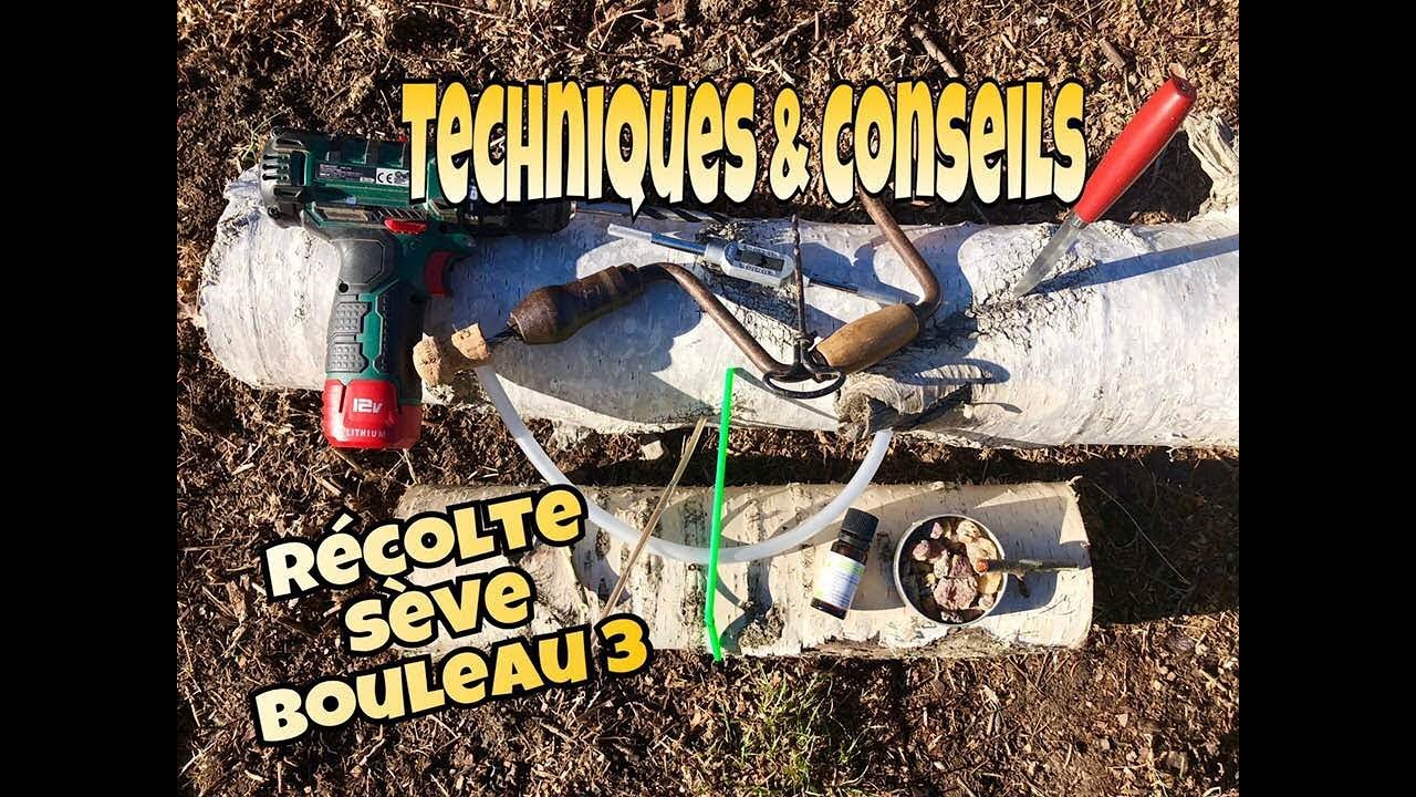 🗝 3 Sève bouleau 👉: Comment la récolter (plusieurs techniqueS) & conseils (rebouchage etc...)