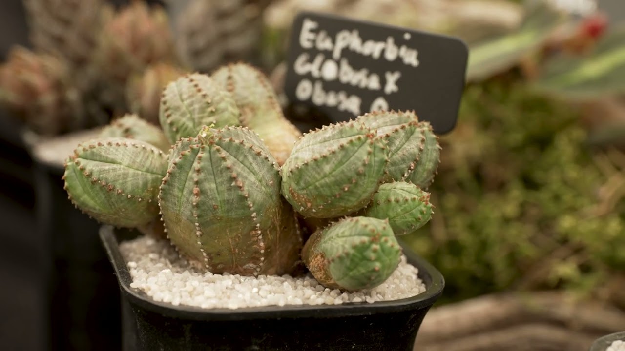 The Royal Bath & West Show | Horticulture Village