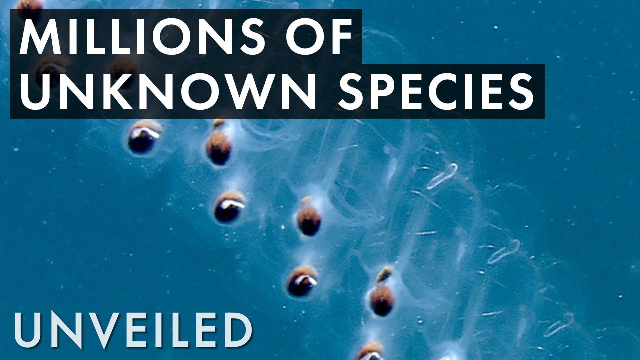 What's Hiding in the Ocean's Twilight Zone?  | Unveiled