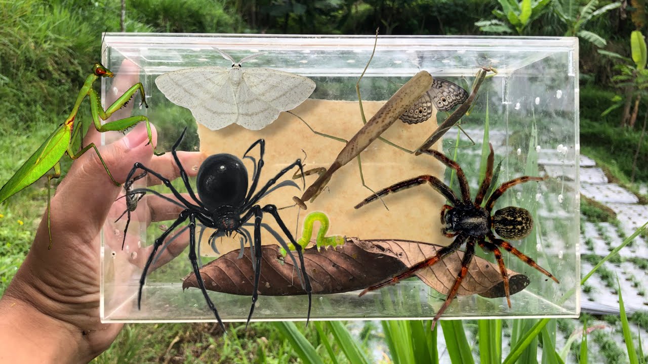 hunting insect and spider in the wild‼️catch assassin bug, mantis, weaver spider, butterfly