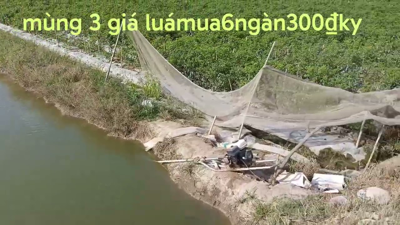 19 tháng 2, 2026qua tết mùng 3 giá cao 6 300 ₫ 1₫ky có thễ lên Thiêm 