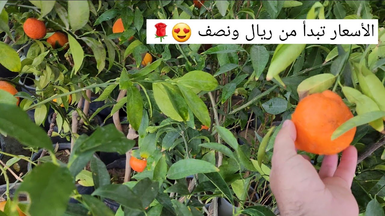 سوق المشاتل والأشجار والأزهار في حلقة الخضار والفواكه بالمدينة المنورة