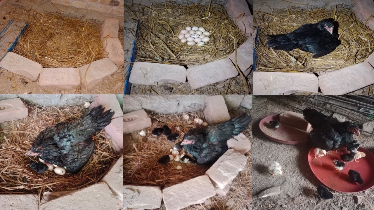 Aseel Hen’s Natural Hatching Process | 21 Days from Eggs to Chicks Hen Hatches 10 Chicks in 21 Days