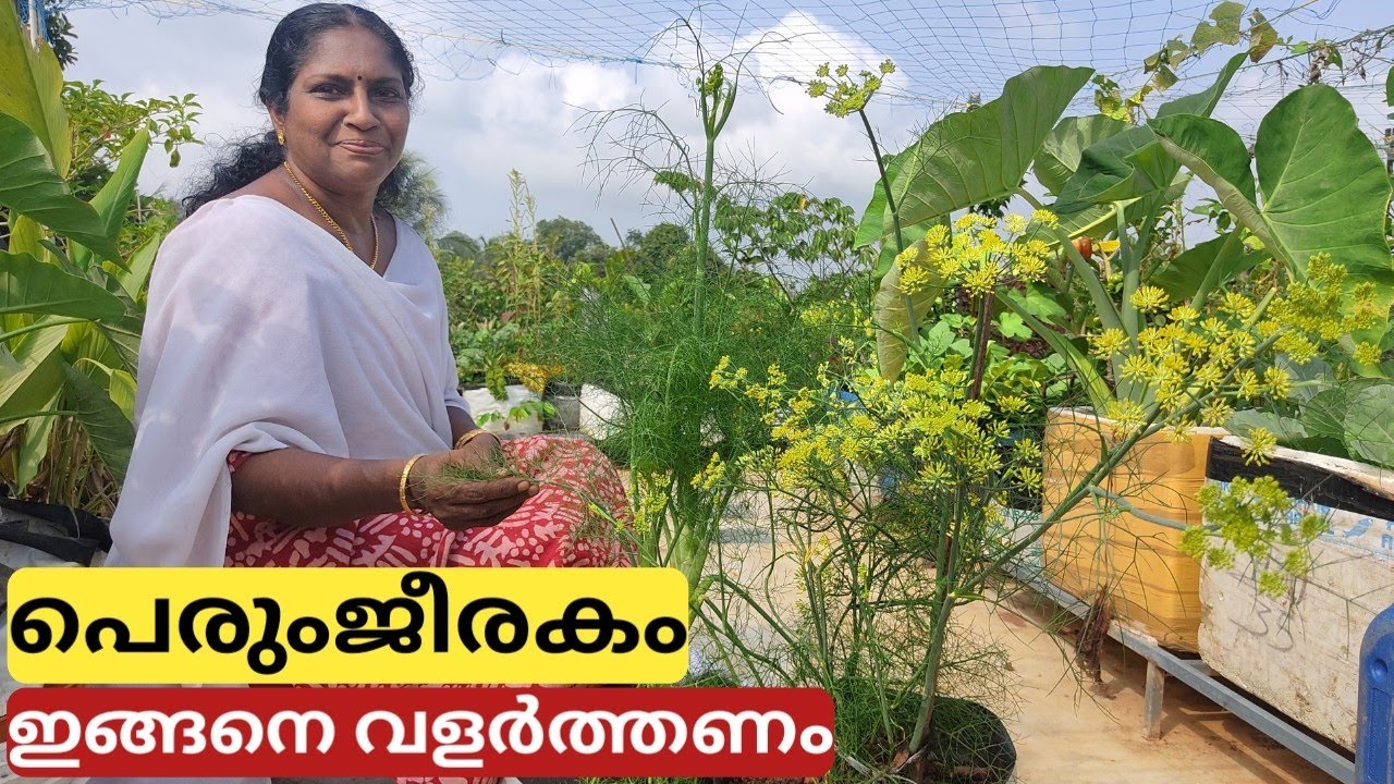പെരുംജീരകം കൃഷി | Perum jeerakam (fennel) krishi on terrace in container or pot | Malayalam