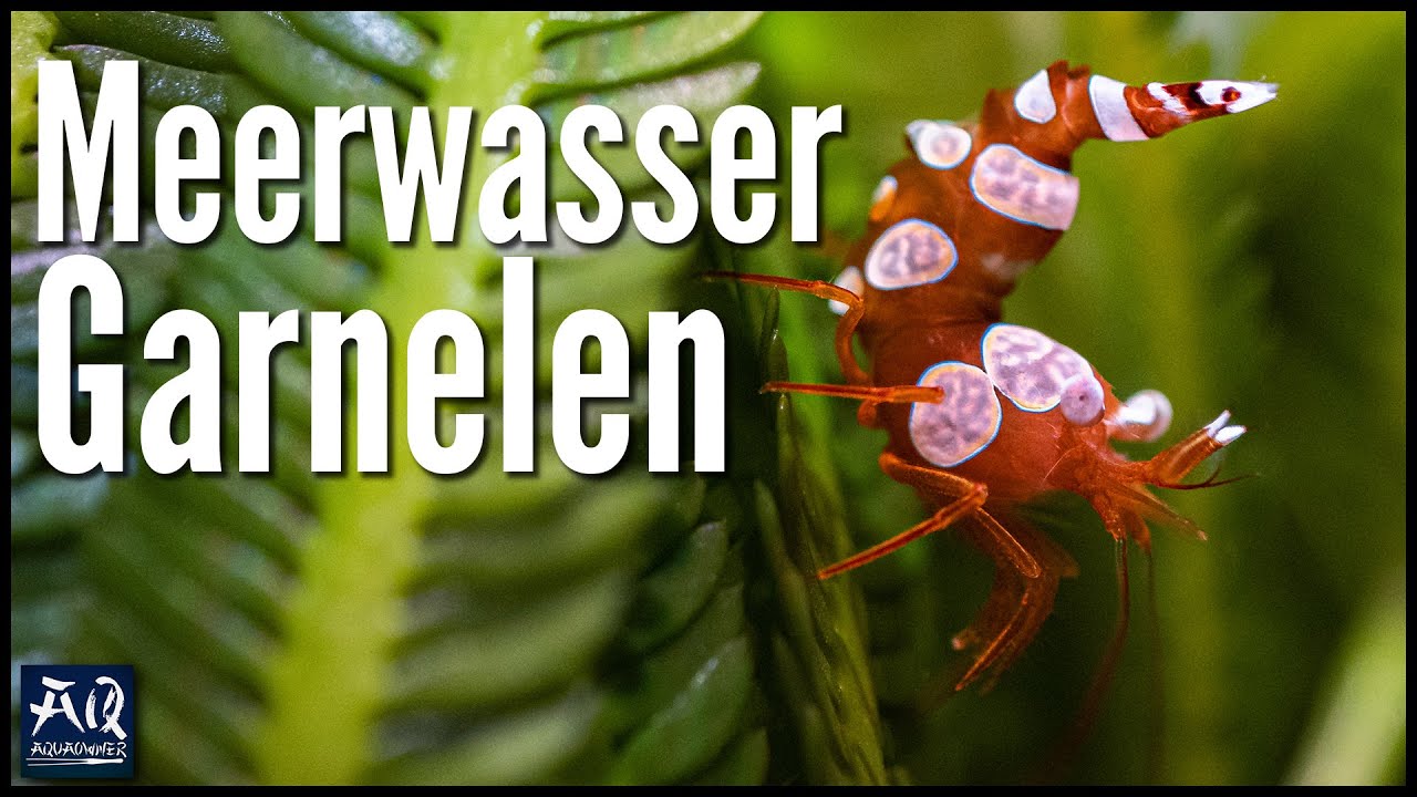 Die schönsten Garnelen & Krabben für Meerwasseraquarien | AquaOwner