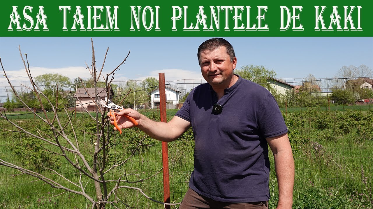 Metoda noastra de taiere a plantelor de Diospyros Kaki
